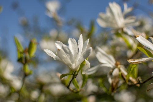 spring  flowers  season