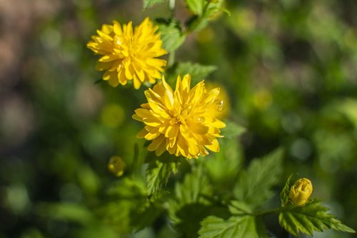 spring  flowers  season