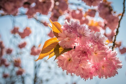 spring  flowers  pink