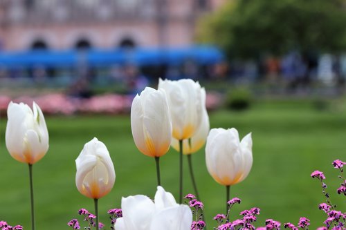 spring  white tulips  bloom