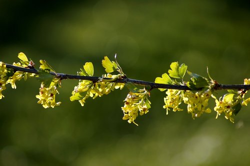 spring  branch  yellow