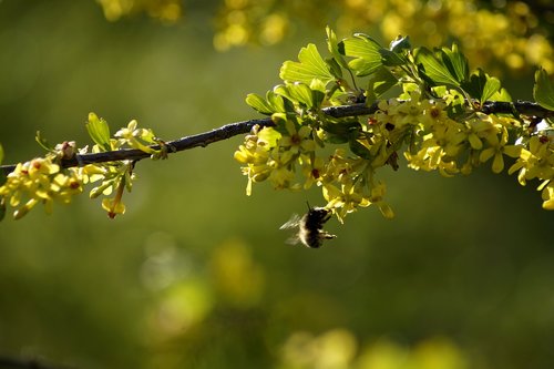 spring  branch  yellow