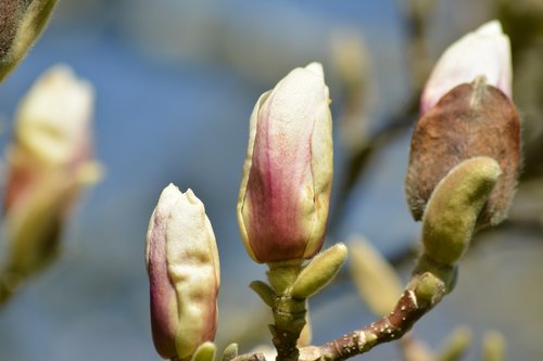 spring  buds  an almond tree