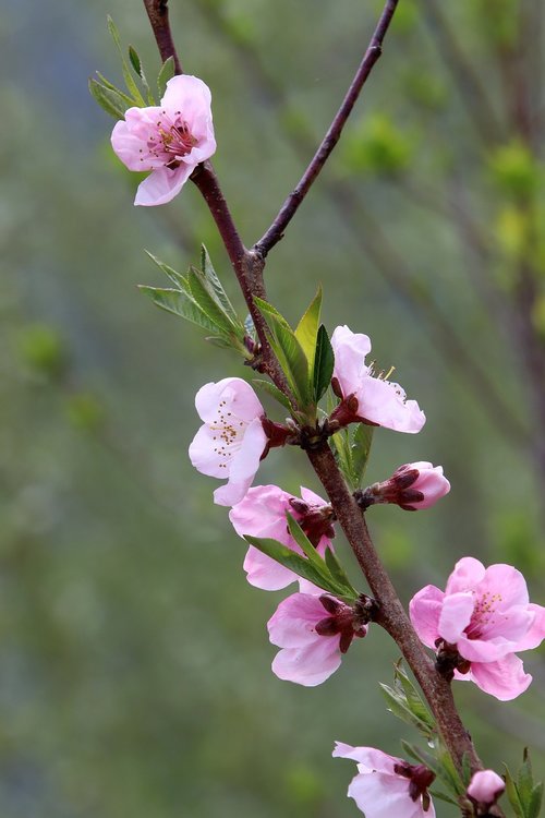 spring  peach blossom  copy flower