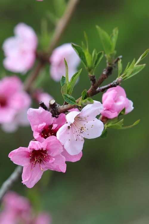 spring  cherry blossom  flowers