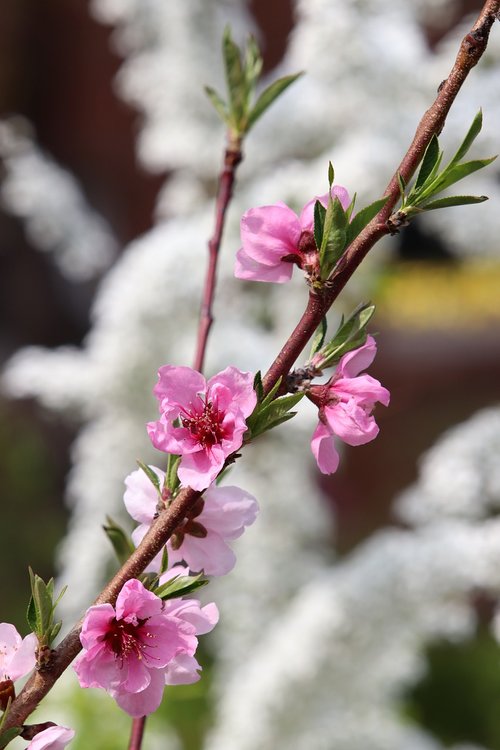 spring  copy flower  cherry blossom