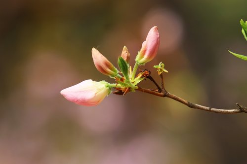 spring  azalea  flowers