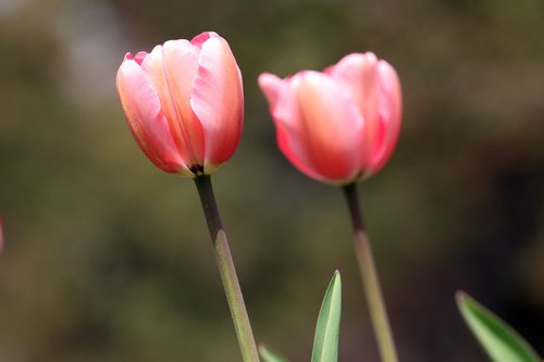 spring  spring flowers  tulip