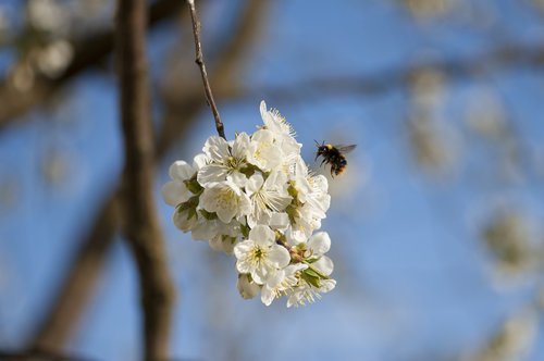 spring  tree  nature