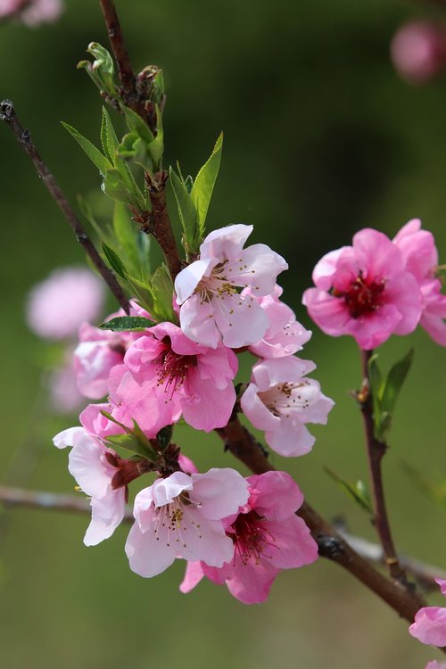 spring  copy flower  peach blossom