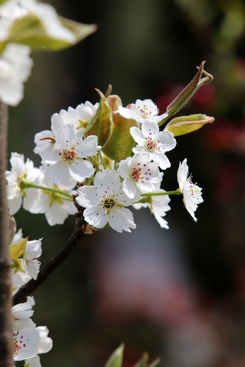 spring  cherry blossom  flowers