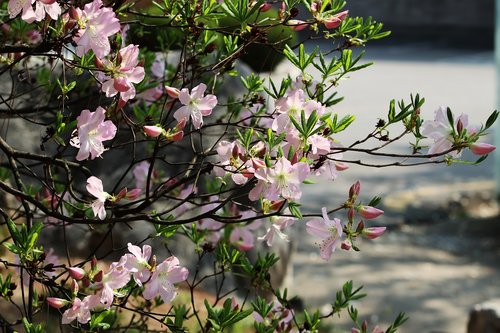 spring  azalea  flowers