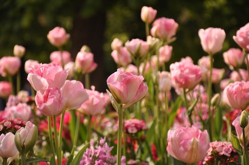 spring  tulips  garden