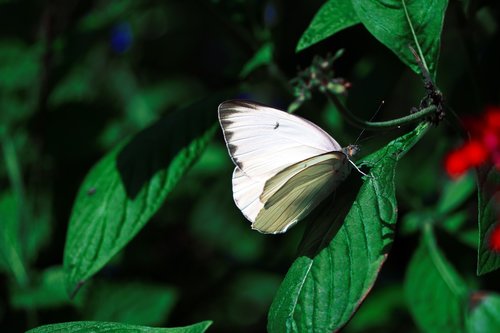 spring  butterfly  nature