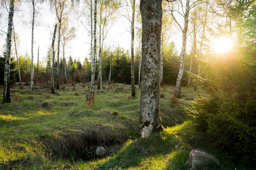 spring  sun  forest