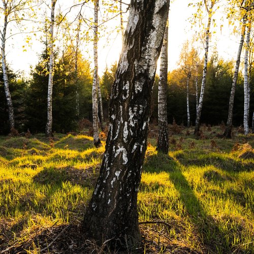 spring  sun  forest