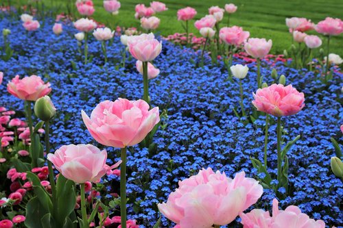 spring  pink tulips  blue aubrieta