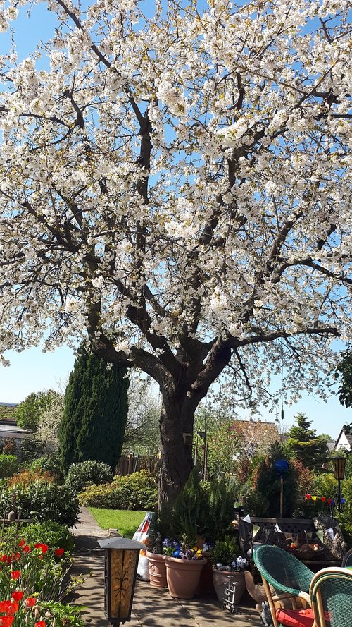 spring  cherry  tree