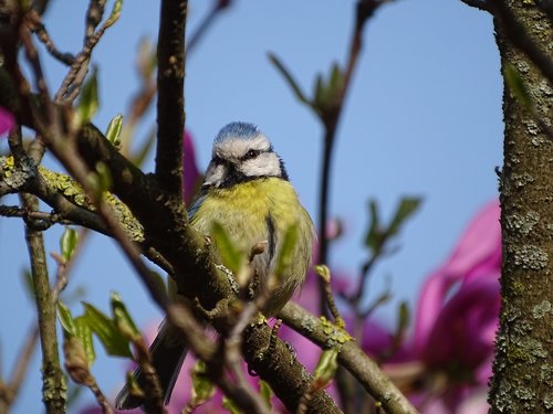 spring  bird  tit