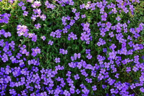 spring  stone garden  violet