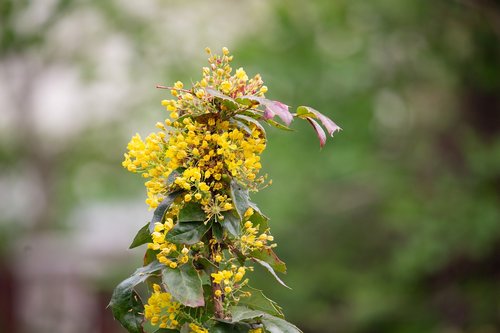 spring  garden  flower