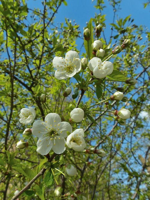 spring  bloom  flowers