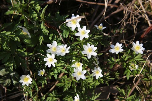 spring  mother's day  nature