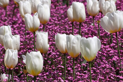spring  white tulips  pink aubrieta