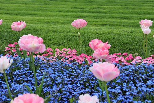 spring  pink tulips  blue aubrieta