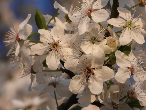 spring  flowers  plum