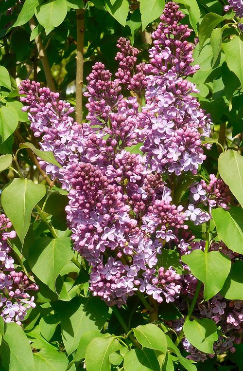spring  lilac  syringa