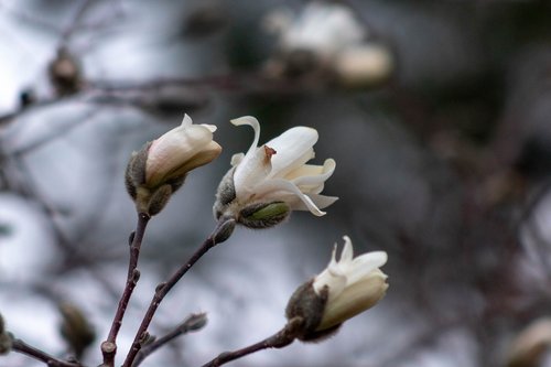 spring  buds  white