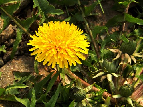 spring  dandelion  close up