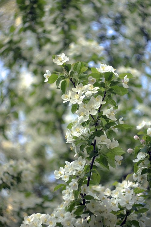 spring  blossoms  white