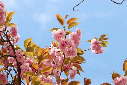 spring  spring flowers  nature