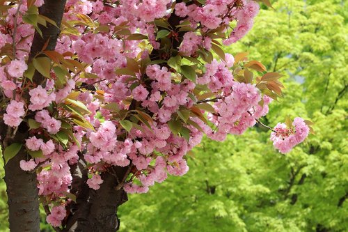 spring  spring flowers  nature