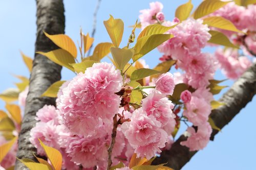 spring  spring flowers  nature