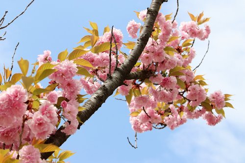 spring  spring flowers  nature