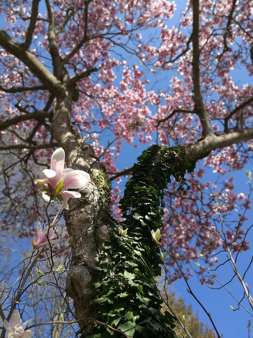 spring  tree  bloom