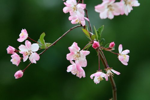 spring  spring flowers  nature