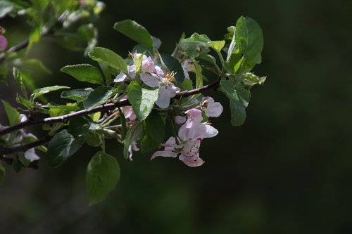 spring  bloom  apple tree