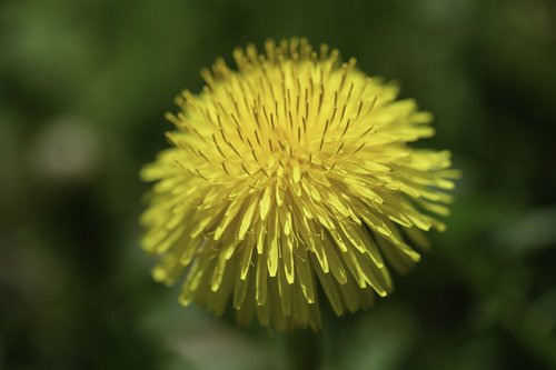 spring  dandelion  blossom