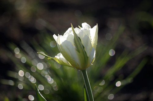 spring  tulip  the freshness