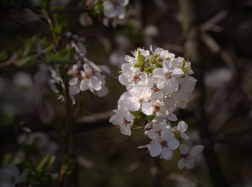 spring  flowers  macro