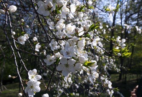spring  flower  plum