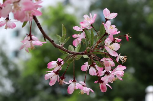 spring  spring flowers  nature