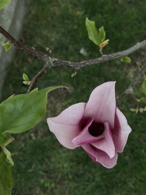 spring  floral  blossom