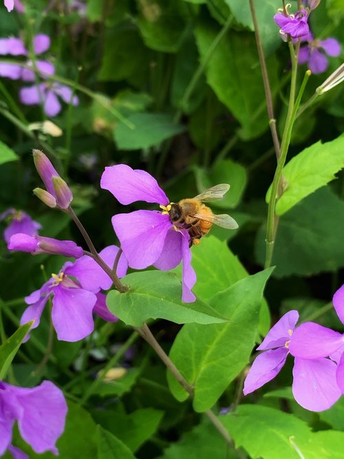 spring  flowers  bee