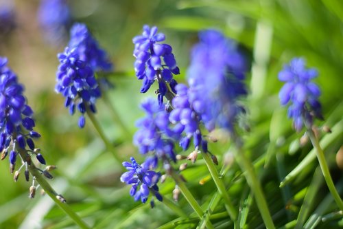 spring  flower  nature