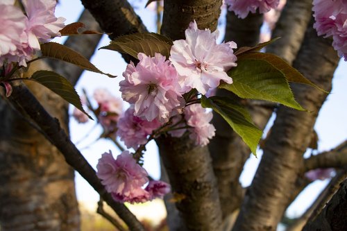 spring  yoshino cherry  flowers
